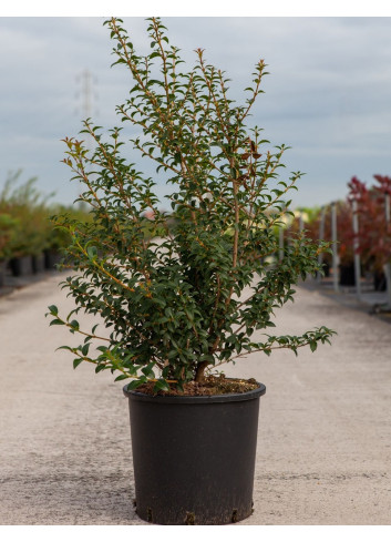 OSMANTHUS burkwoodii En pot de 10-12 litres