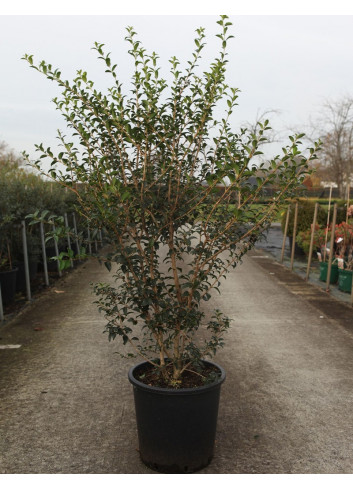 OSMANTHUS burkwoodii En pot de 25-30 litres