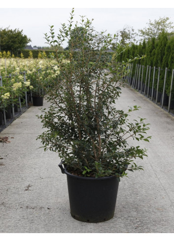 OSMANTHUS burkwoodii En pot de 35-50 litres