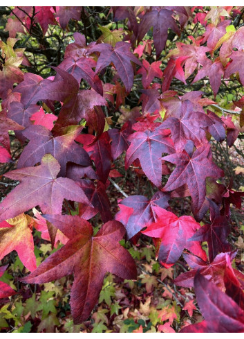 LIQUIDAMBAR styraciflua LANE ROBERTS