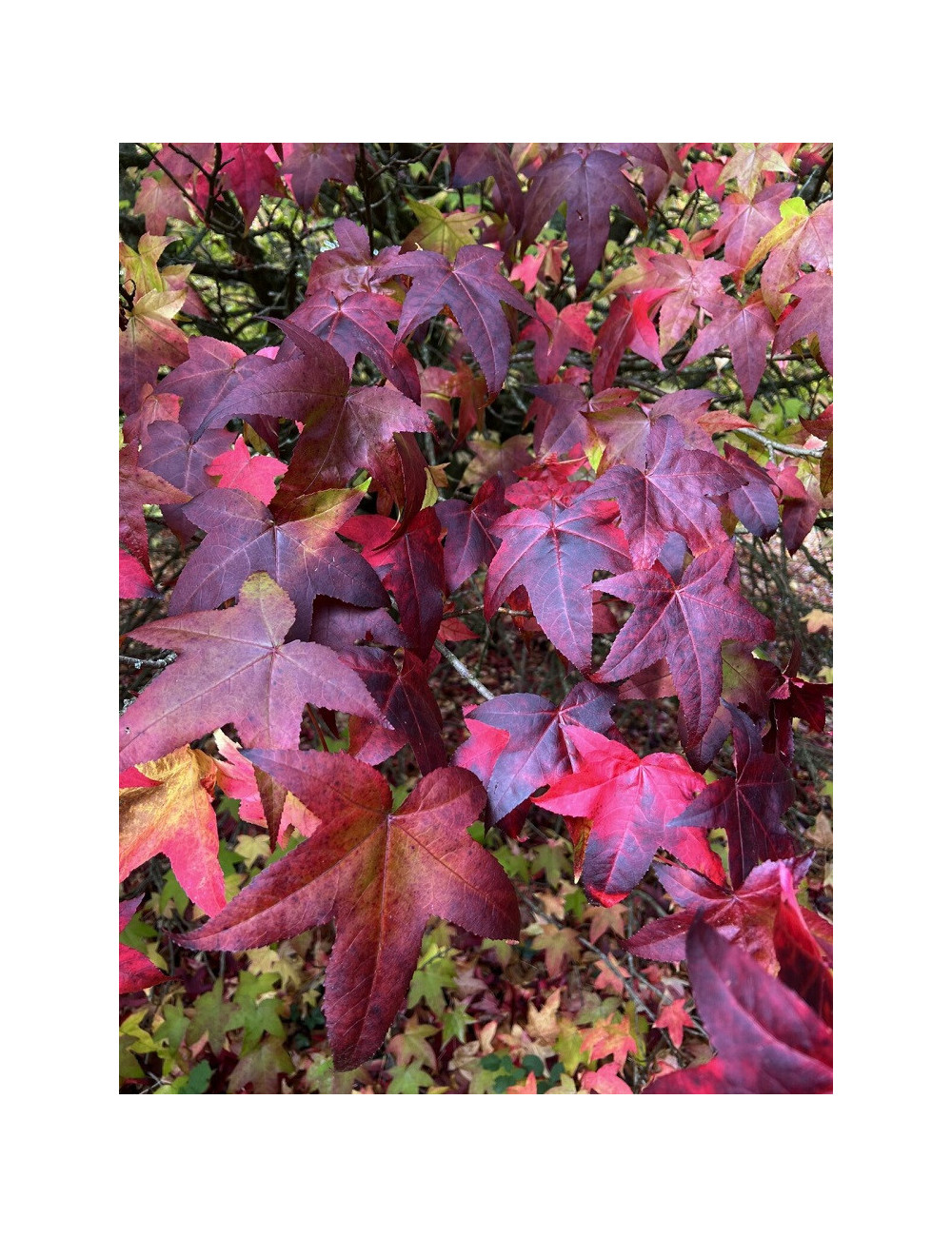 LIQUIDAMBAR styraciflua LANE ROBERTS