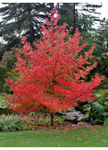 LIQUIDAMBAR styraciflua LANE ROBERTS