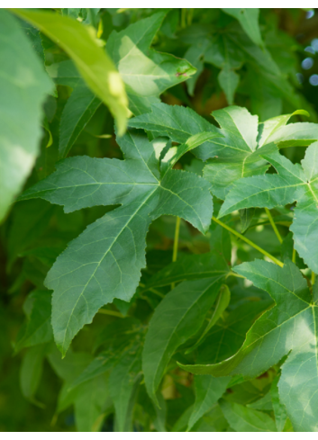 LIQUIDAMBAR styraciflua LANE ROBERTS