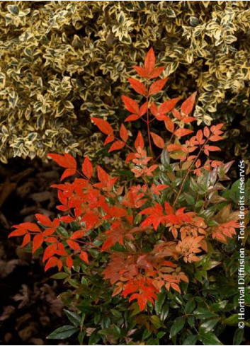 NANDINA domestica GULF STREAM