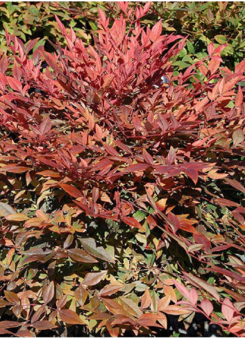 NANDINA domestica GULF STREAM