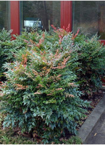 NANDINA domestica GULF STREAM