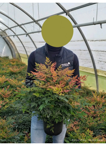 NANDINA domestica GULF STREAM En pot de 4-5 litres