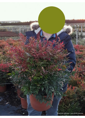 NANDINA domestica GULF STREAM En pot de 10-12 litres