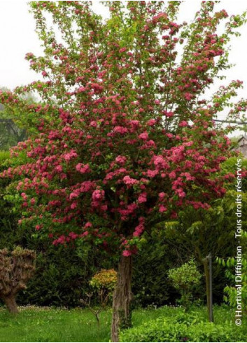 CRATAEGUS laevigata PAUL'S SCARLET