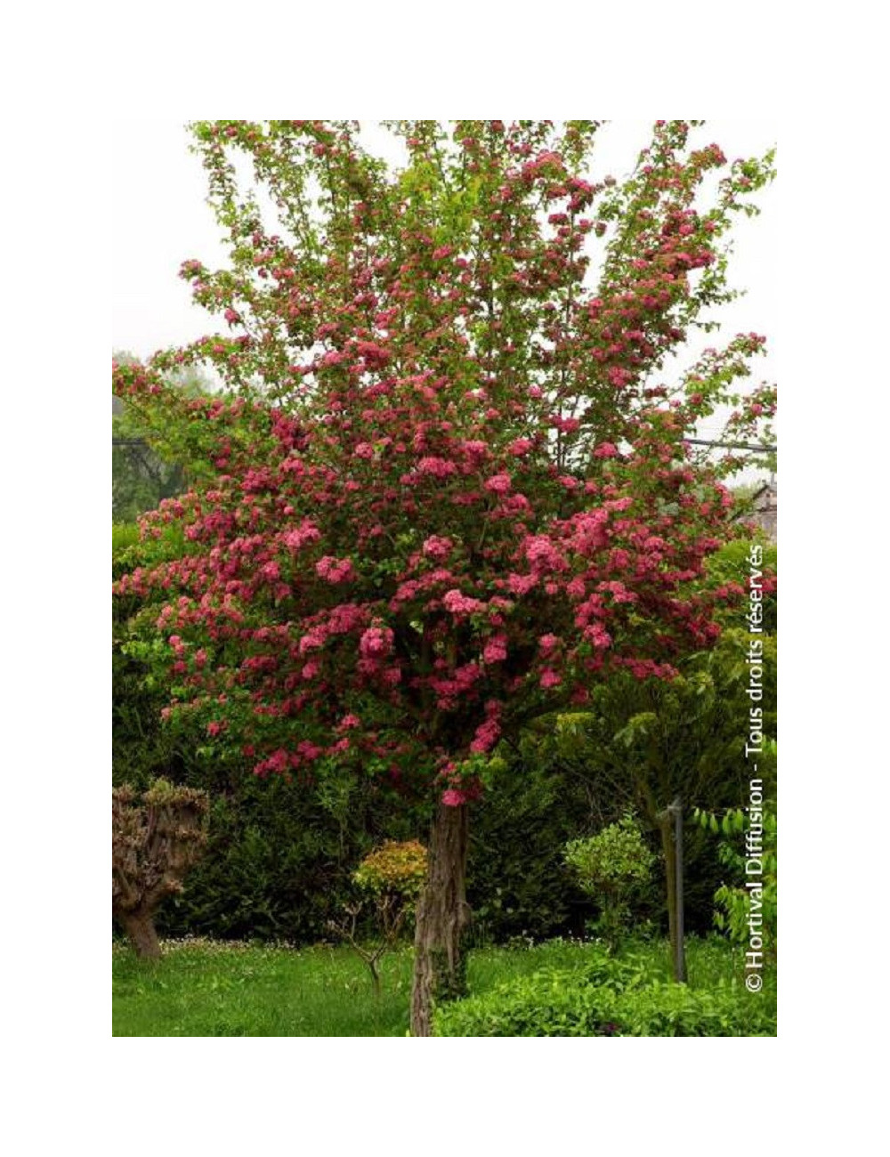 CRATAEGUS laevigata PAUL'S SCARLET