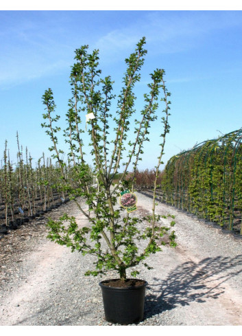 CRATAEGUS laevigata PAUL'S SCARLET En pot de 15-20 litres