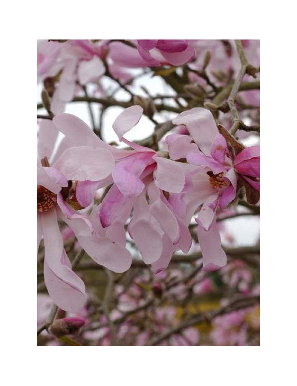 MAGNOLIA loebneri LEONARD MESSEL