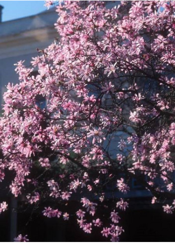 MAGNOLIA loebneri LEONARD MESSEL