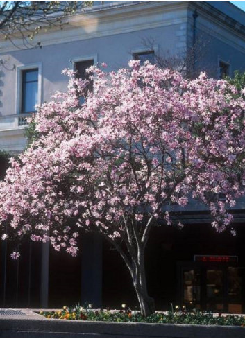 MAGNOLIA loebneri LEONARD MESSEL