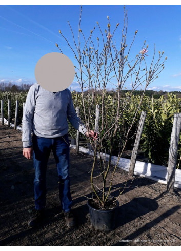 MAGNOLIA loebneri LEONARD MESSEL En pot de 25-30 litres