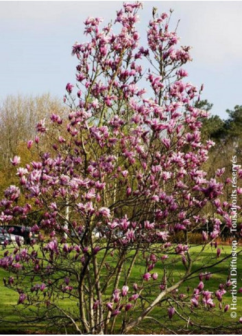 MAGNOLIA SUSAN