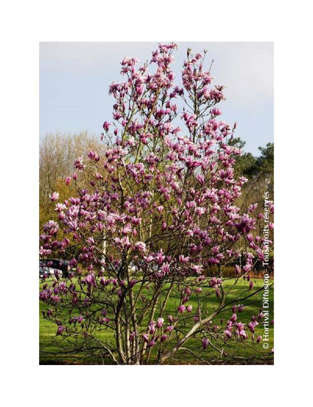 MAGNOLIA SUSAN