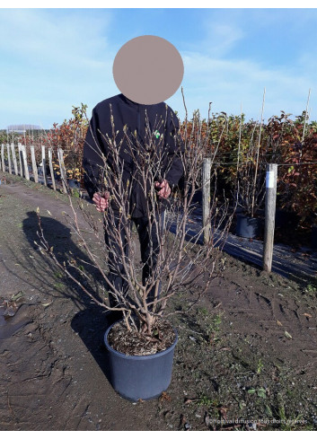 MAGNOLIA SUSAN En pot de 25-30 litres