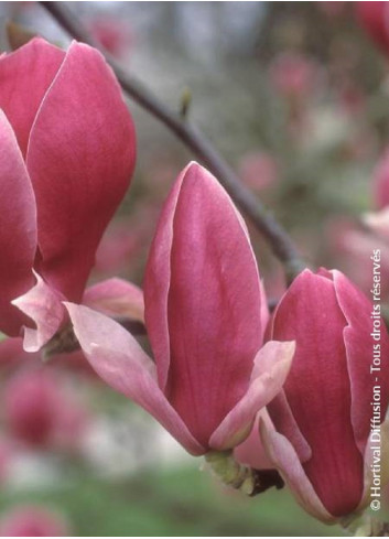 MAGNOLIA soulangeana RUSTICA RUBRA