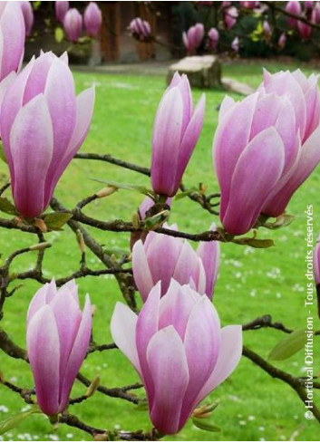 MAGNOLIA soulangeana ANDRE LEROY