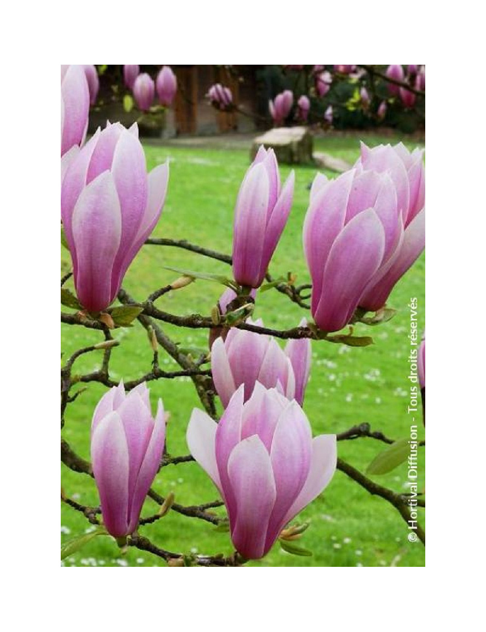 MAGNOLIA soulangeana ANDRE LEROY