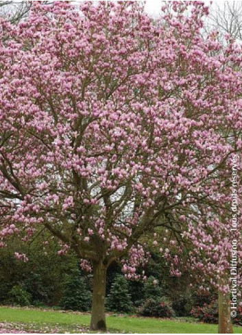 MAGNOLIA soulangeana ANDRE LEROY