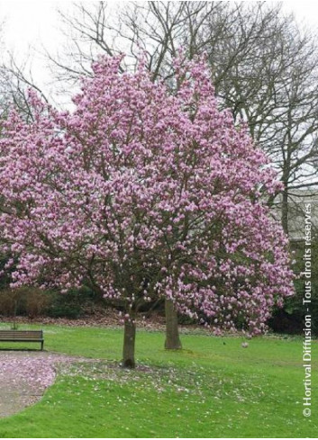 MAGNOLIA soulangeana ANDRE LEROY