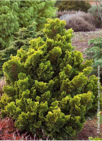 CHAMAECYPARIS obtusa AURORA