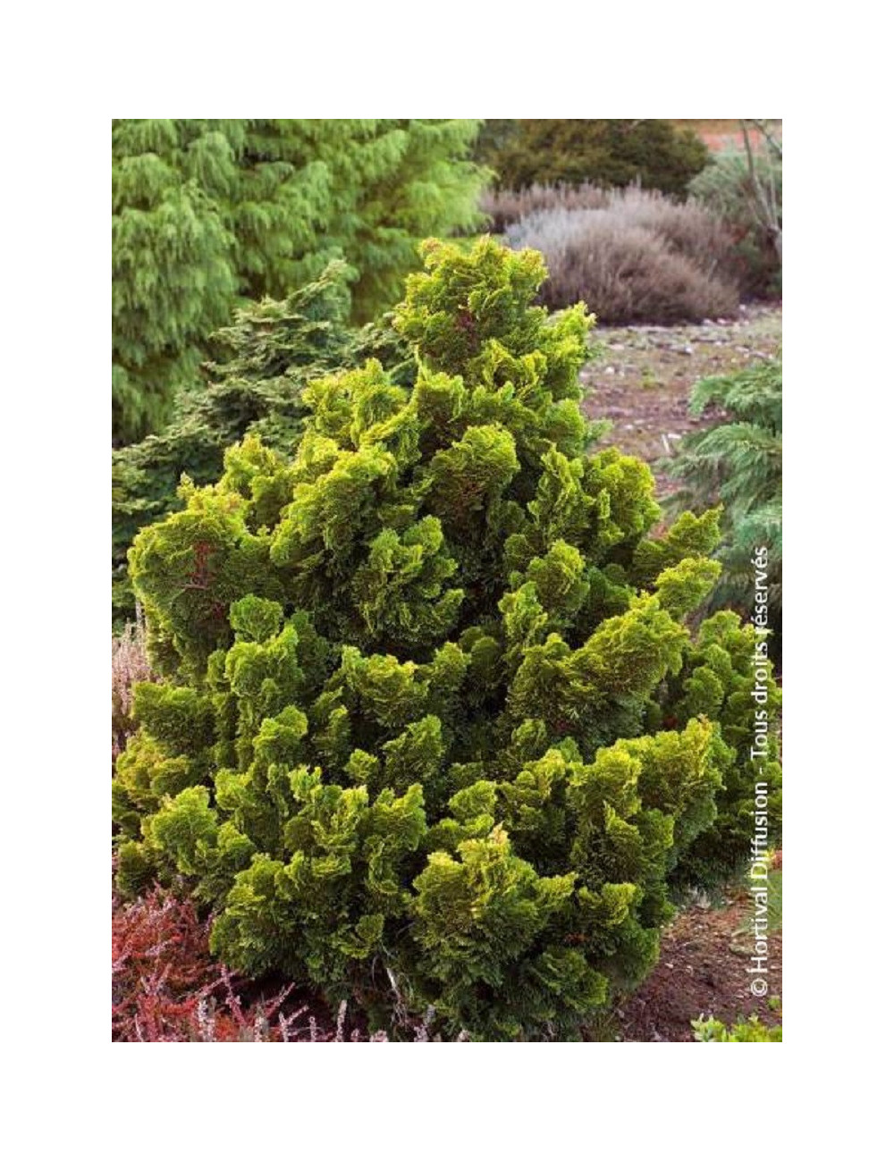 CHAMAECYPARIS obtusa AURORA