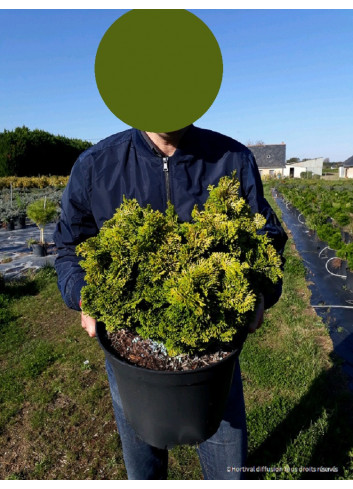 CHAMAECYPARIS obtusa AURORA En pot de 10-12 litres