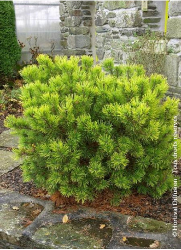 PINUS mugo WINTER GOLD