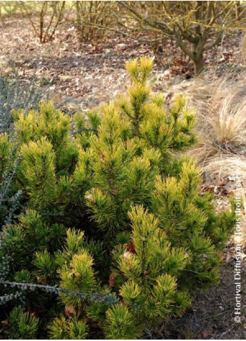 PINUS mugo WINTER GOLD