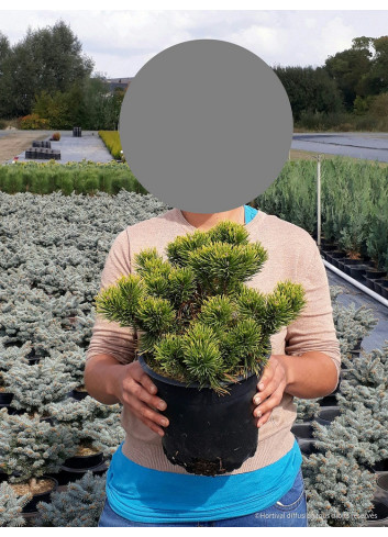 PINUS mugo WINTER GOLD En pot de 4-5 litres