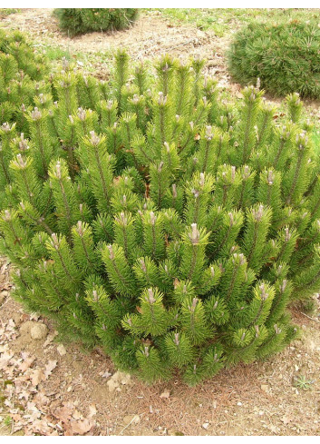 PINUS mugo var.mughus