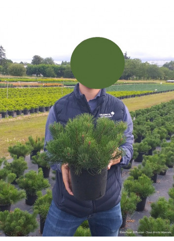 PINUS mugo var.mughus En pot de 4-5 litres