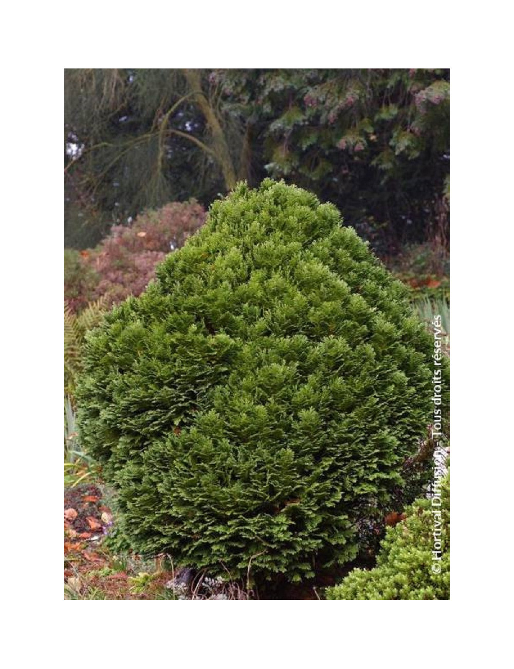 CHAMAECYPARIS lawsoniana MINIMA GLAUCA