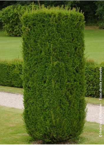 TAXUS baccata