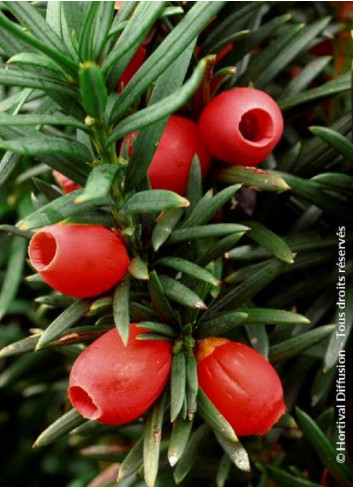 TAXUS baccata