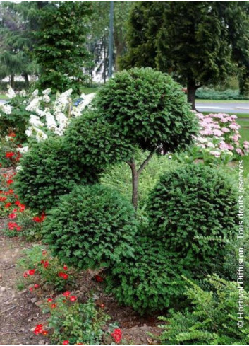 TAXUS baccata