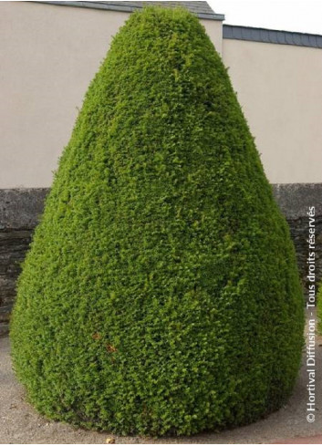 TAXUS baccata