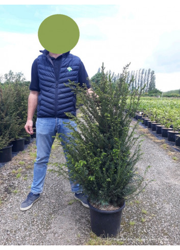 TAXUS baccata En pot de 15-20 litres