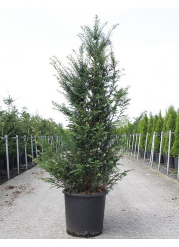 TAXUS baccata En pot de 25-30 litres