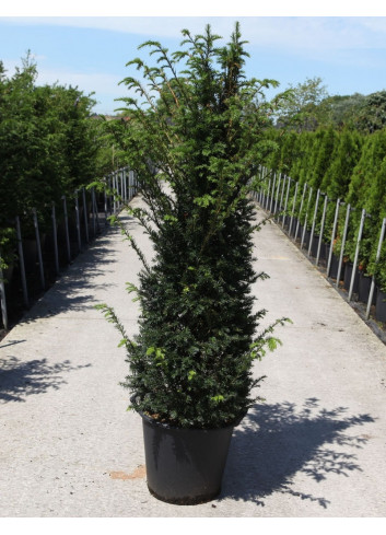 TAXUS baccata En pot de 35-50 litres