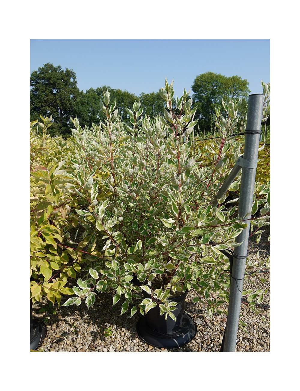 CORNUS alba ELEGANTISSIMA