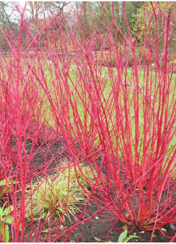 CORNUS alba ELEGANTISSIMA