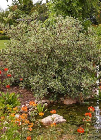 CORNUS alba ELEGANTISSIMA