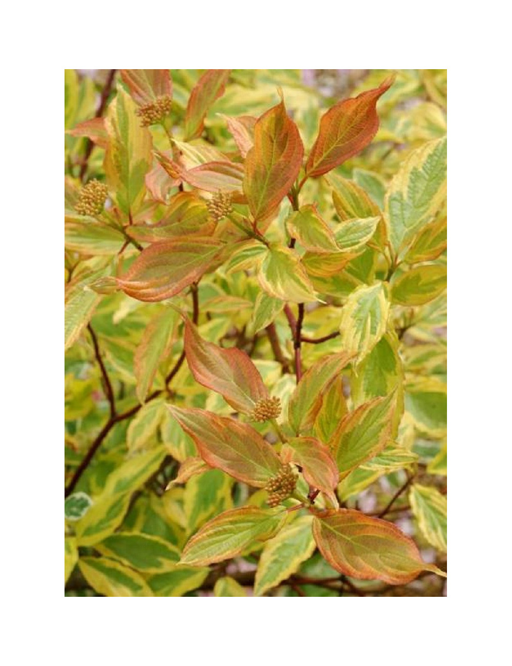 CORNUS alba GOUCHAULTII