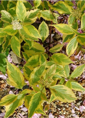 CORNUS alba GOUCHAULTII