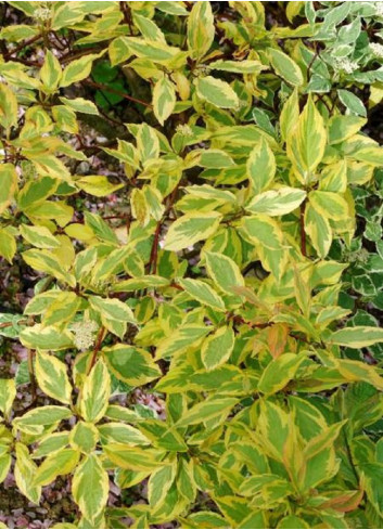 CORNUS alba GOUCHAULTII