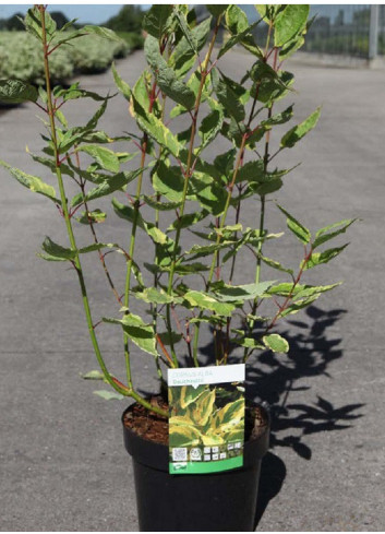 CORNUS alba GOUCHAULTII En pot de 3-4 litres